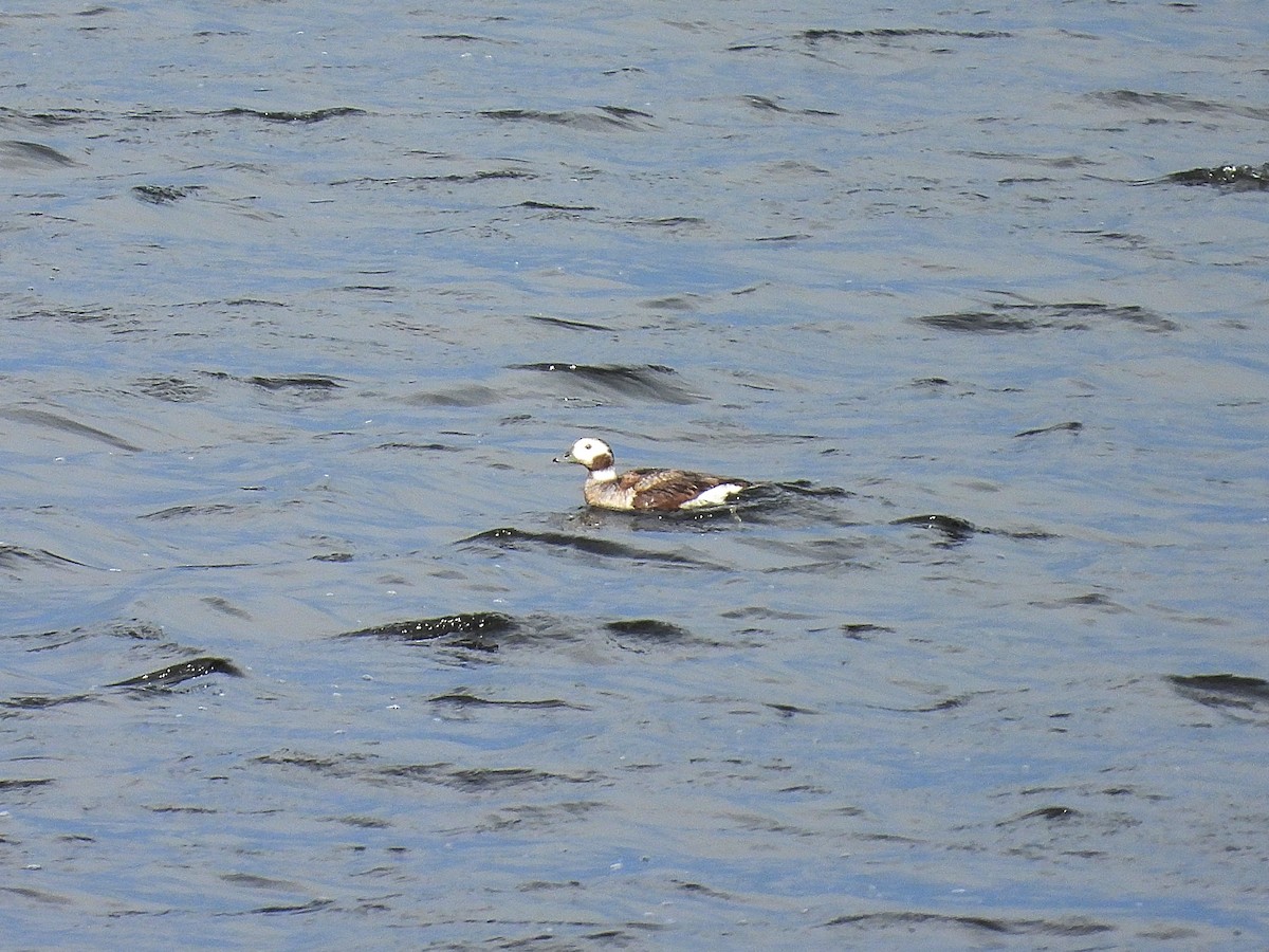 Long-tailed Duck - ML615859491