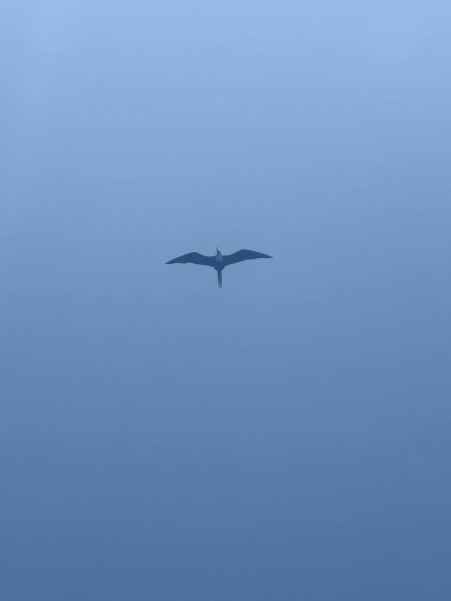 Great Frigatebird - ML615859492