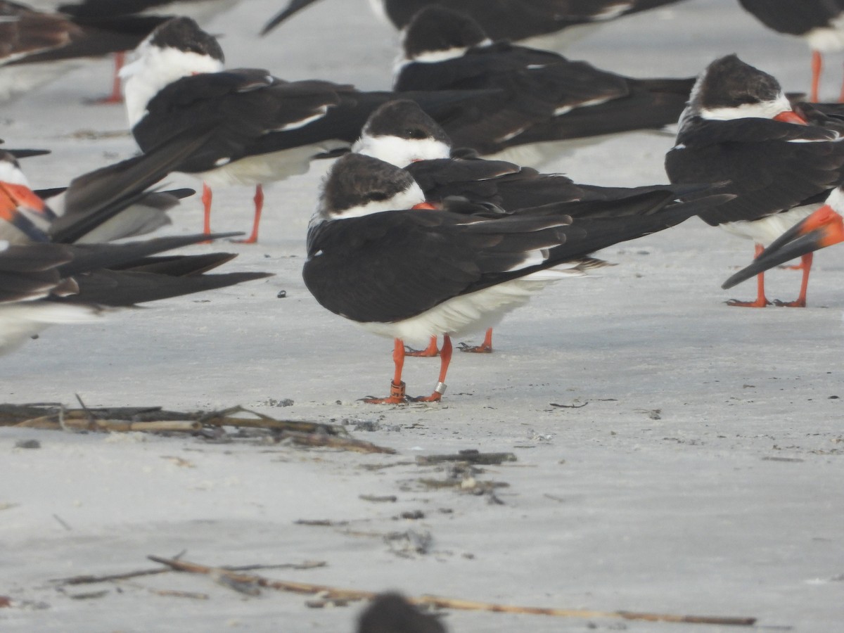 Black Skimmer - Brett Moyer