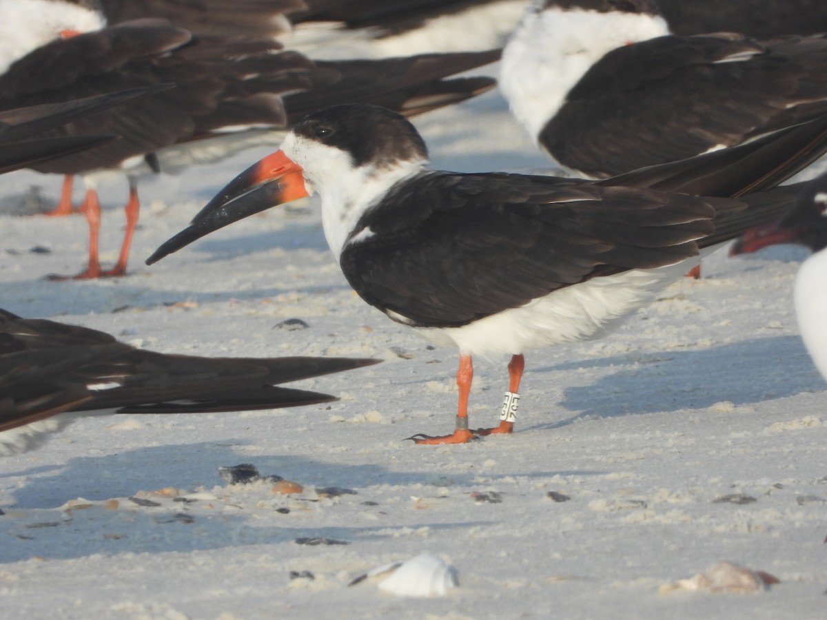 Black Skimmer - ML615859554