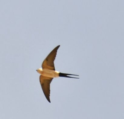 Red-rumped Swallow - ML615859562
