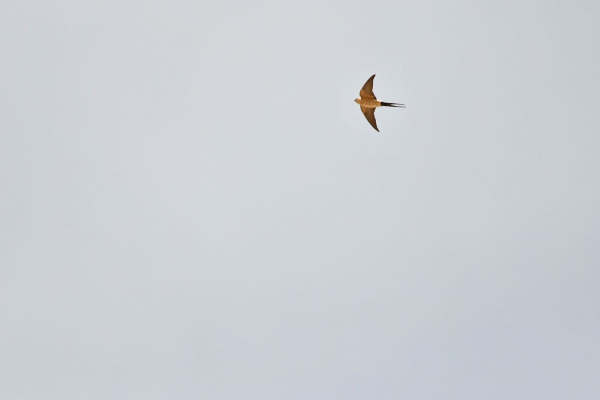 Red-rumped Swallow - ML615859563