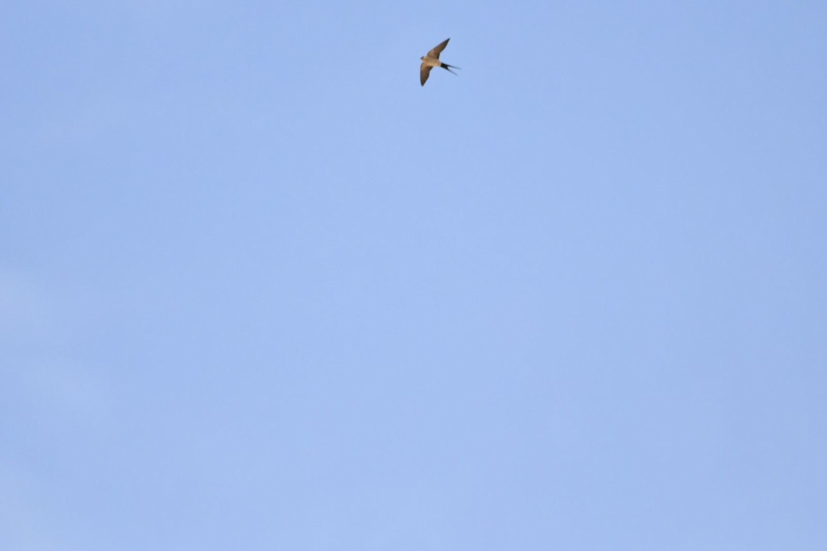 Red-rumped Swallow - ML615859564
