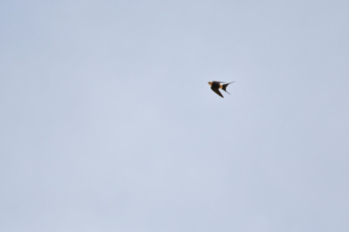 Red-rumped Swallow - ML615859565