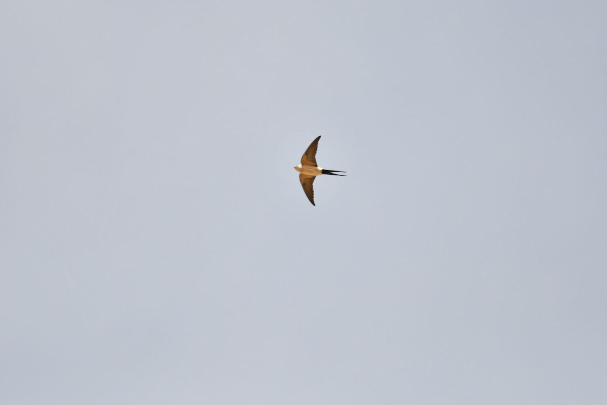 Red-rumped Swallow - ML615859566