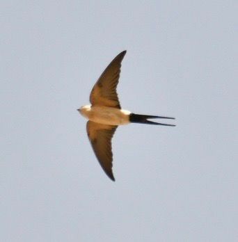 Red-rumped Swallow - ML615859567