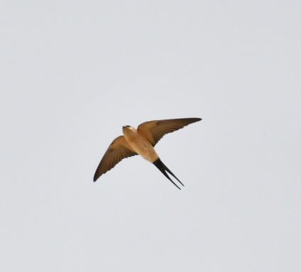 Red-rumped Swallow - ML615859568