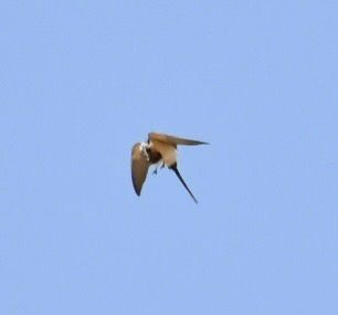 Red-rumped Swallow - ML615859569