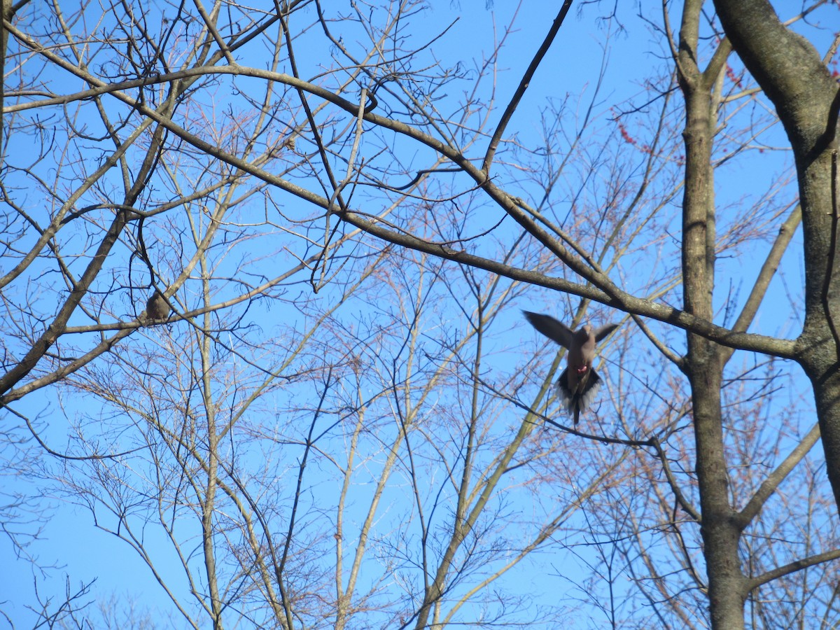 Mourning Dove - ML615859613