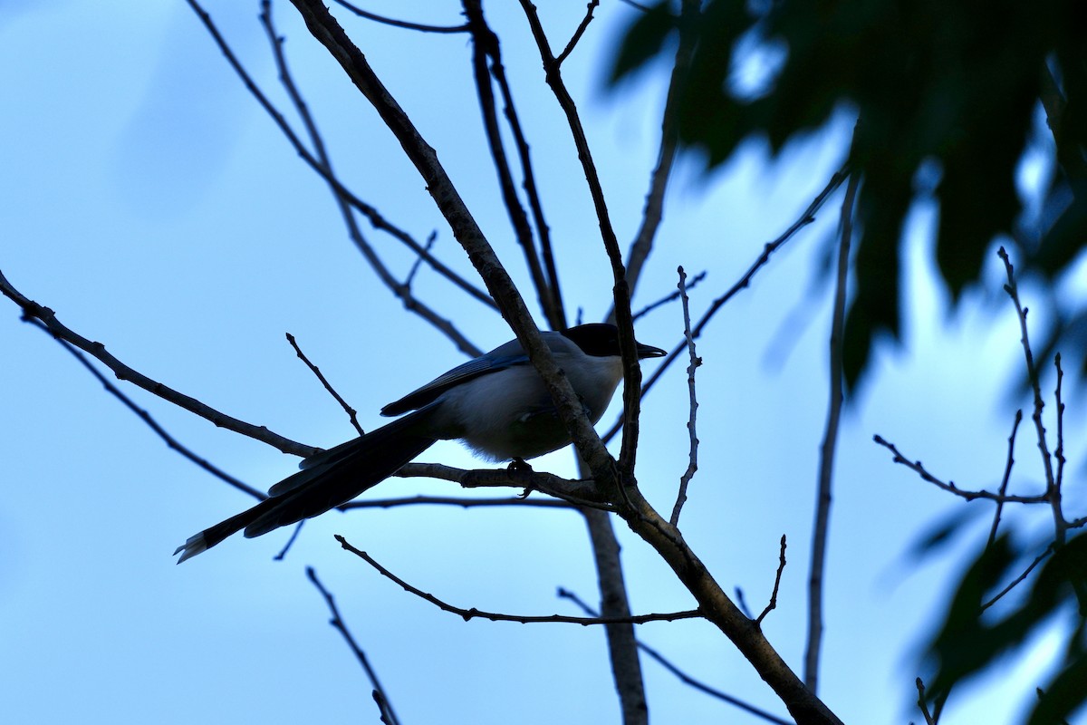 Azure-winged Magpie - ML615859671