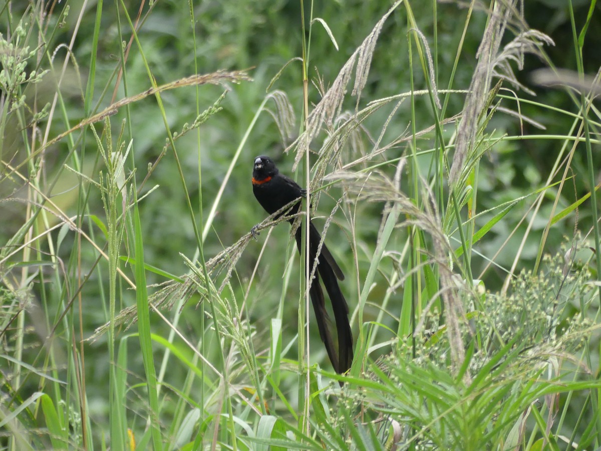 Red-collared Widowbird - ML615859727