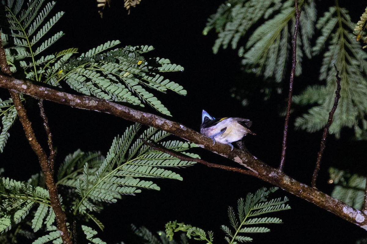 Wattled Broadbill - ML615859735