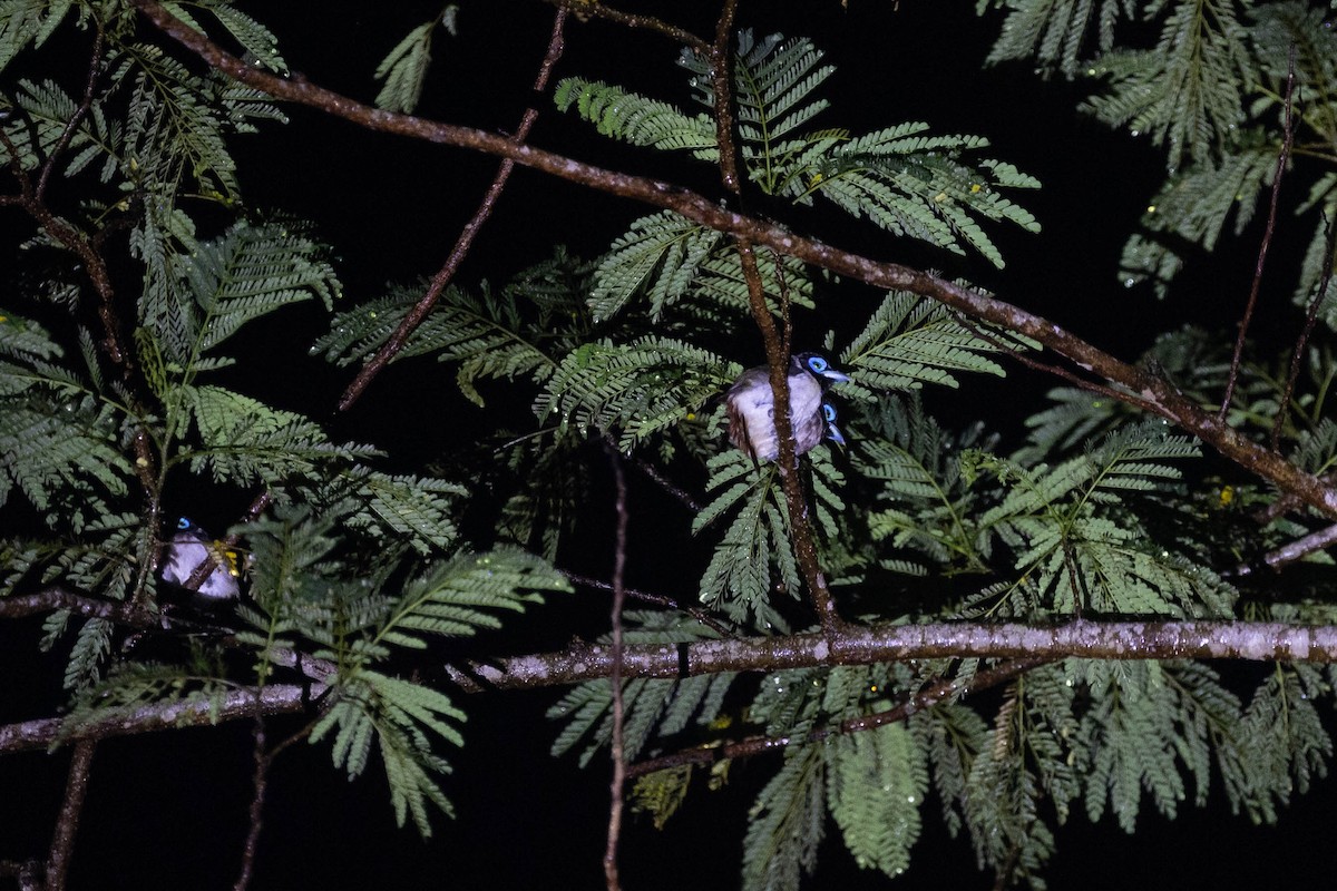 Wattled Broadbill - ML615859736