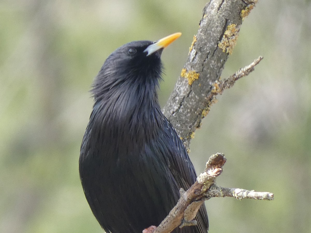 European Starling - ML615859766