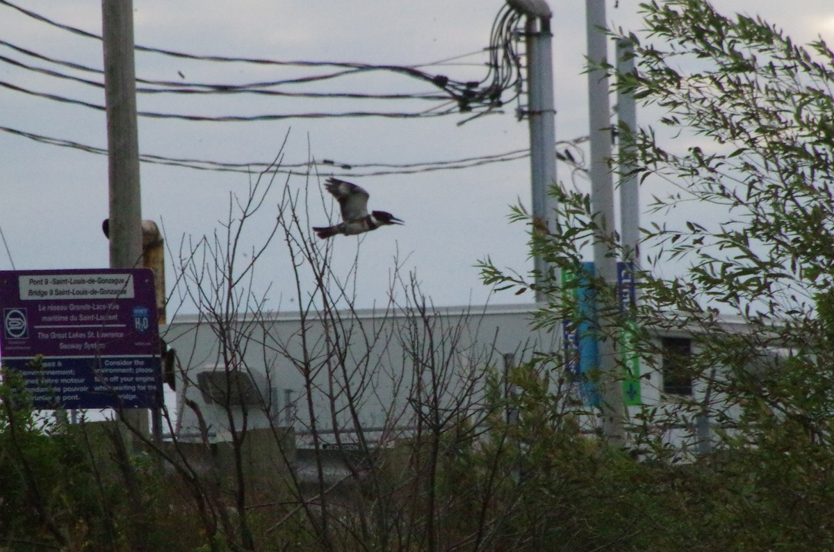 Belted Kingfisher - ML615859780