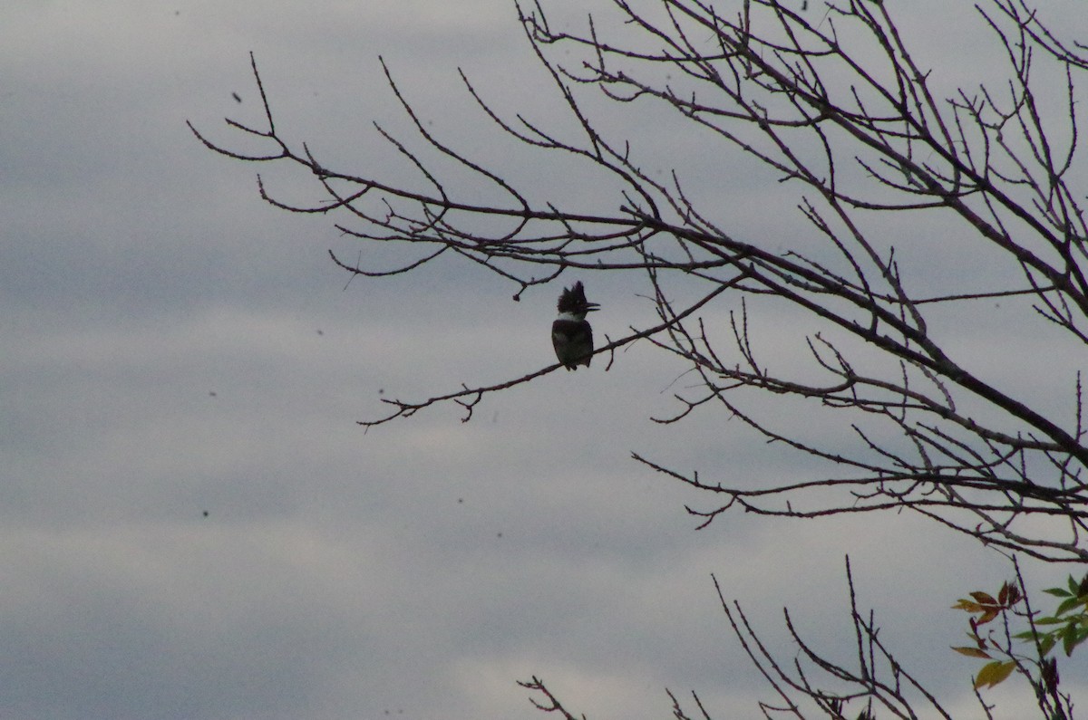 Belted Kingfisher - ML615859781