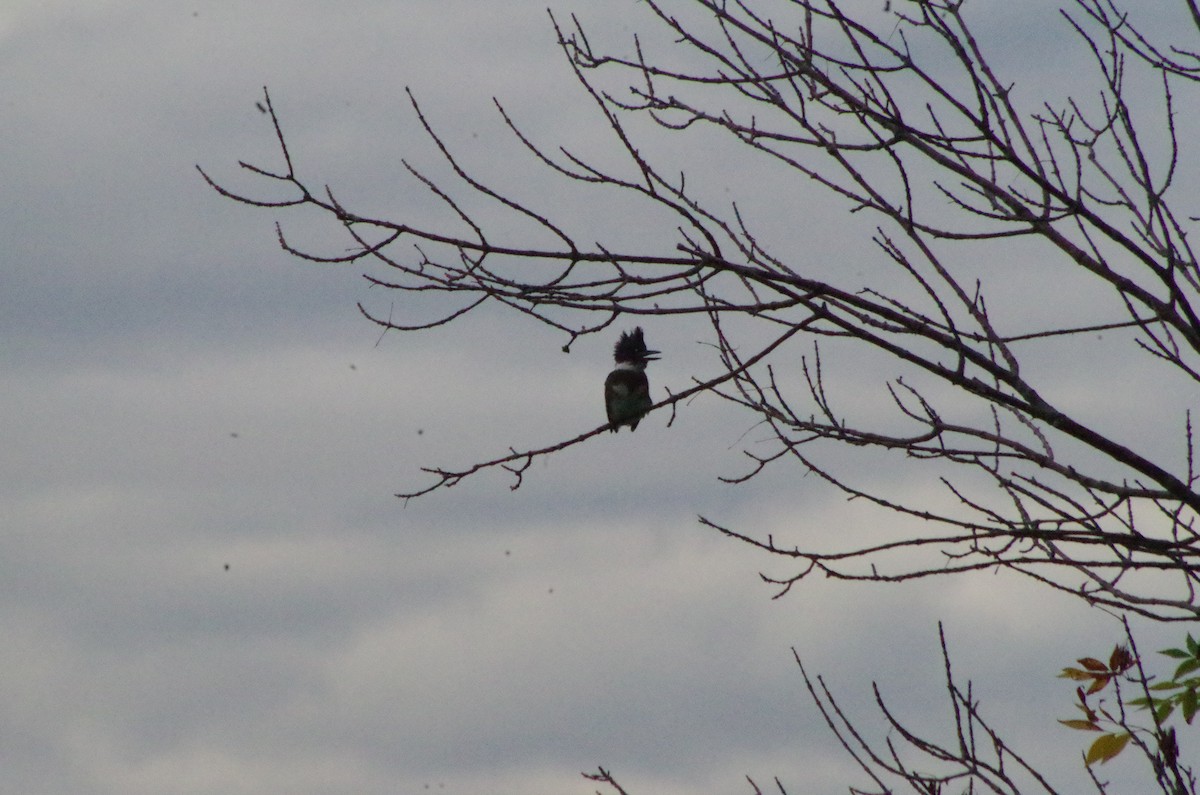 Belted Kingfisher - ML615859784