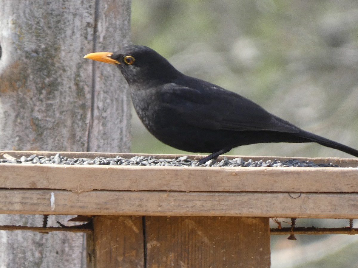 Eurasian Blackbird - Xavi Andrés-Loire
