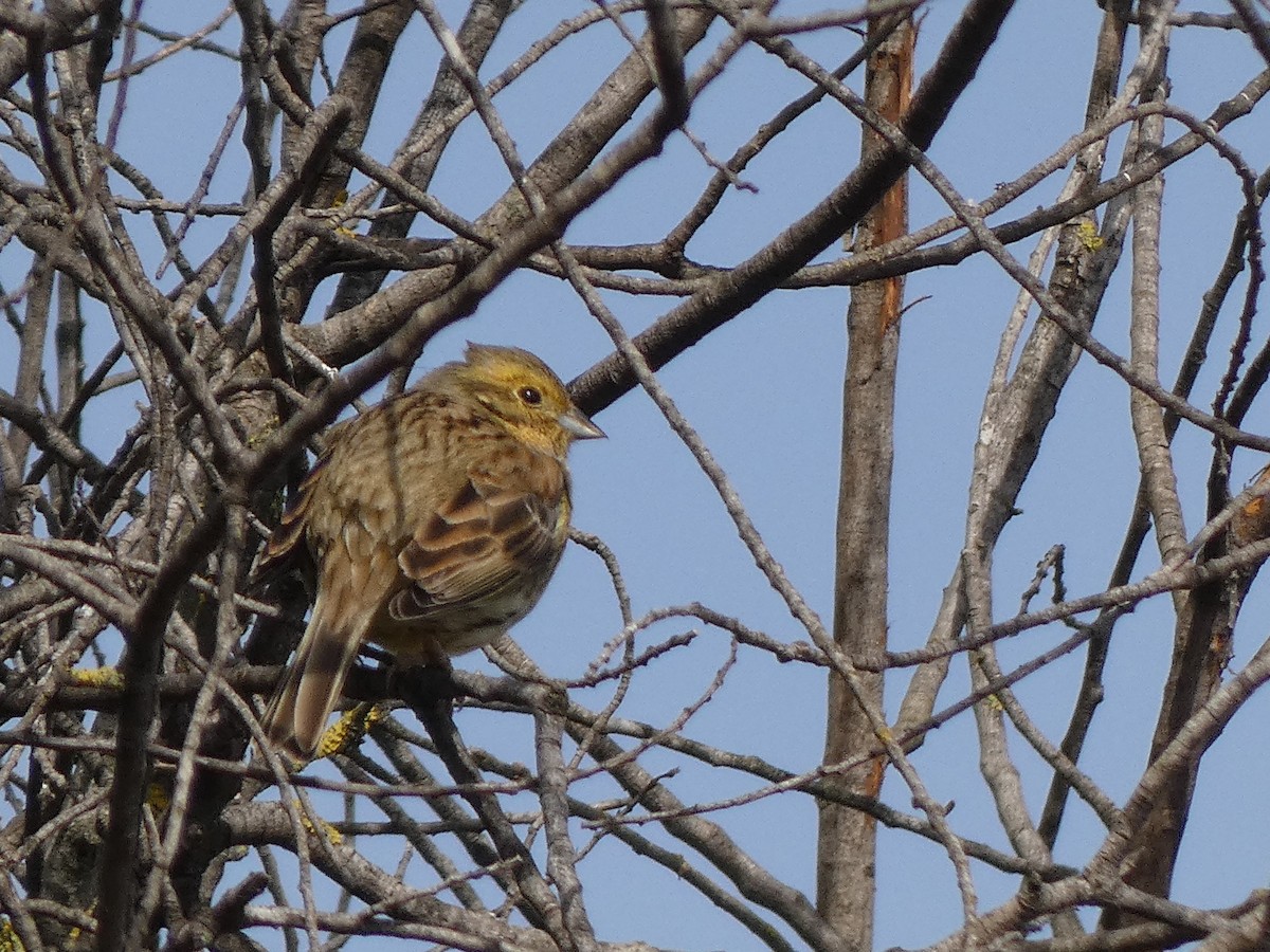 Cirl Bunting - Xavi Andrés-Loire