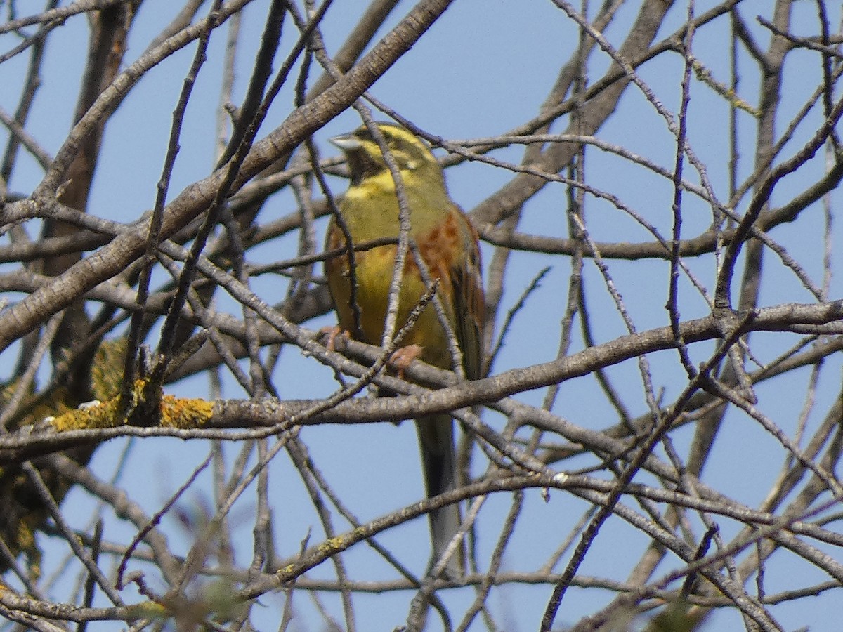 Cirl Bunting - Xavi Andrés-Loire