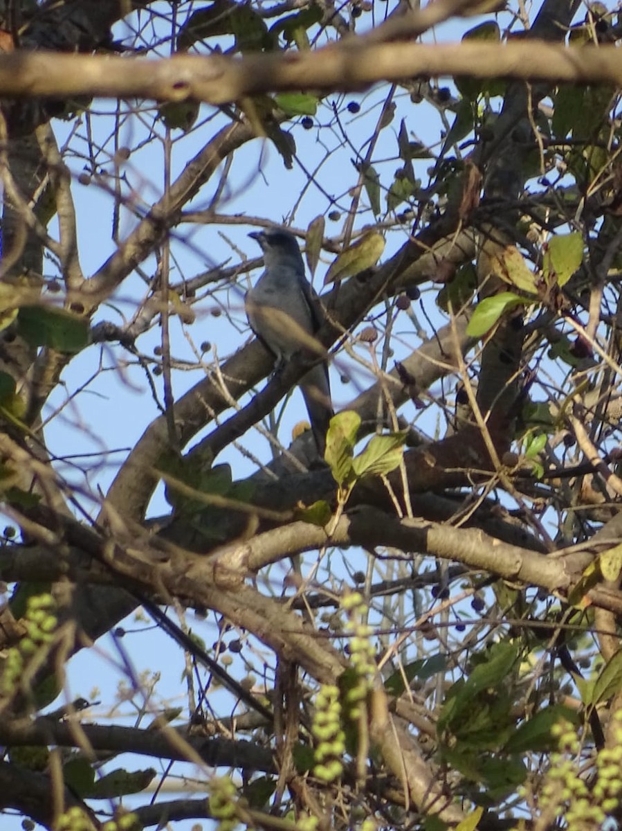 Large Cuckooshrike - ML615859840