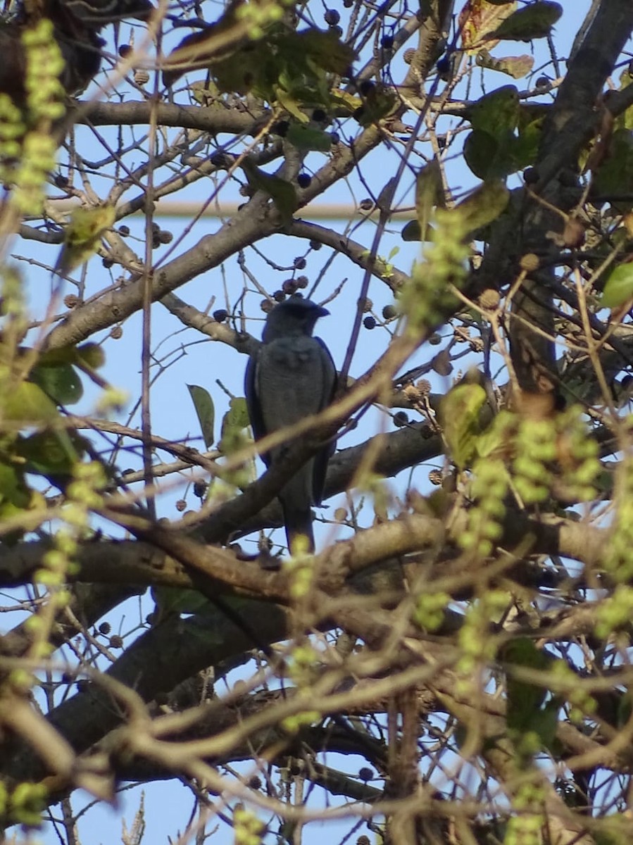 Large Cuckooshrike - ML615859841