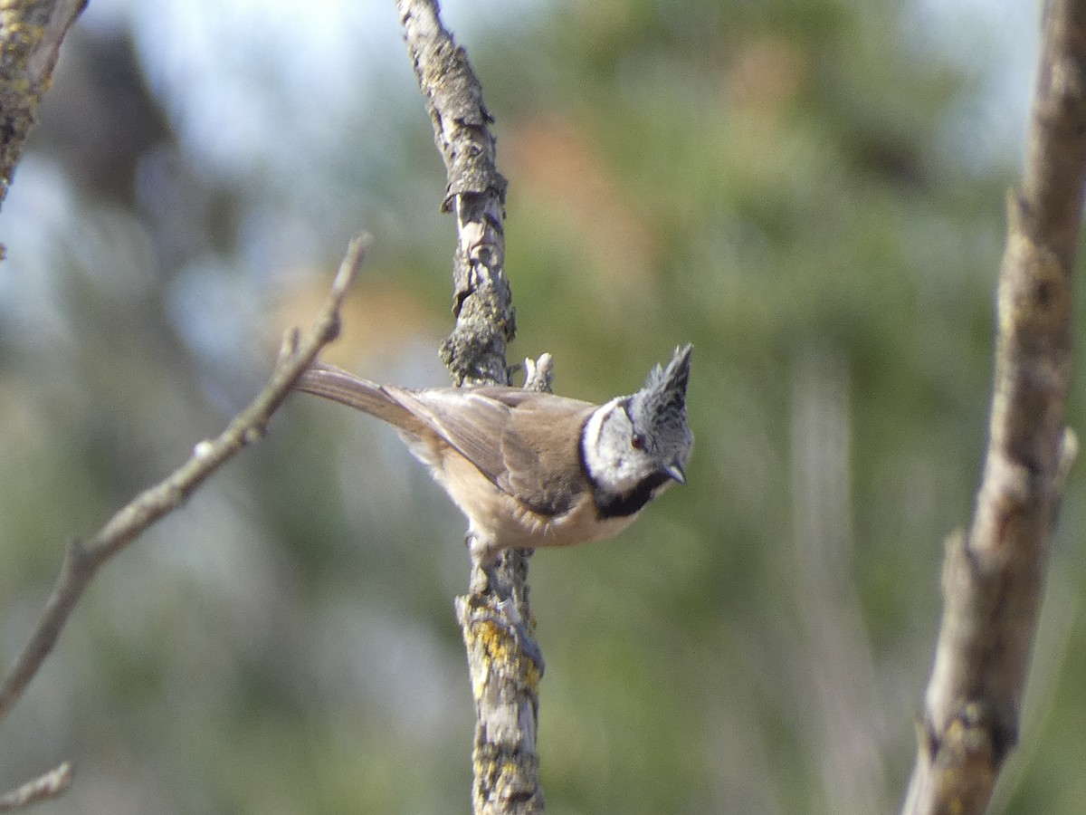 Crested Tit - Xavi Andrés-Loire