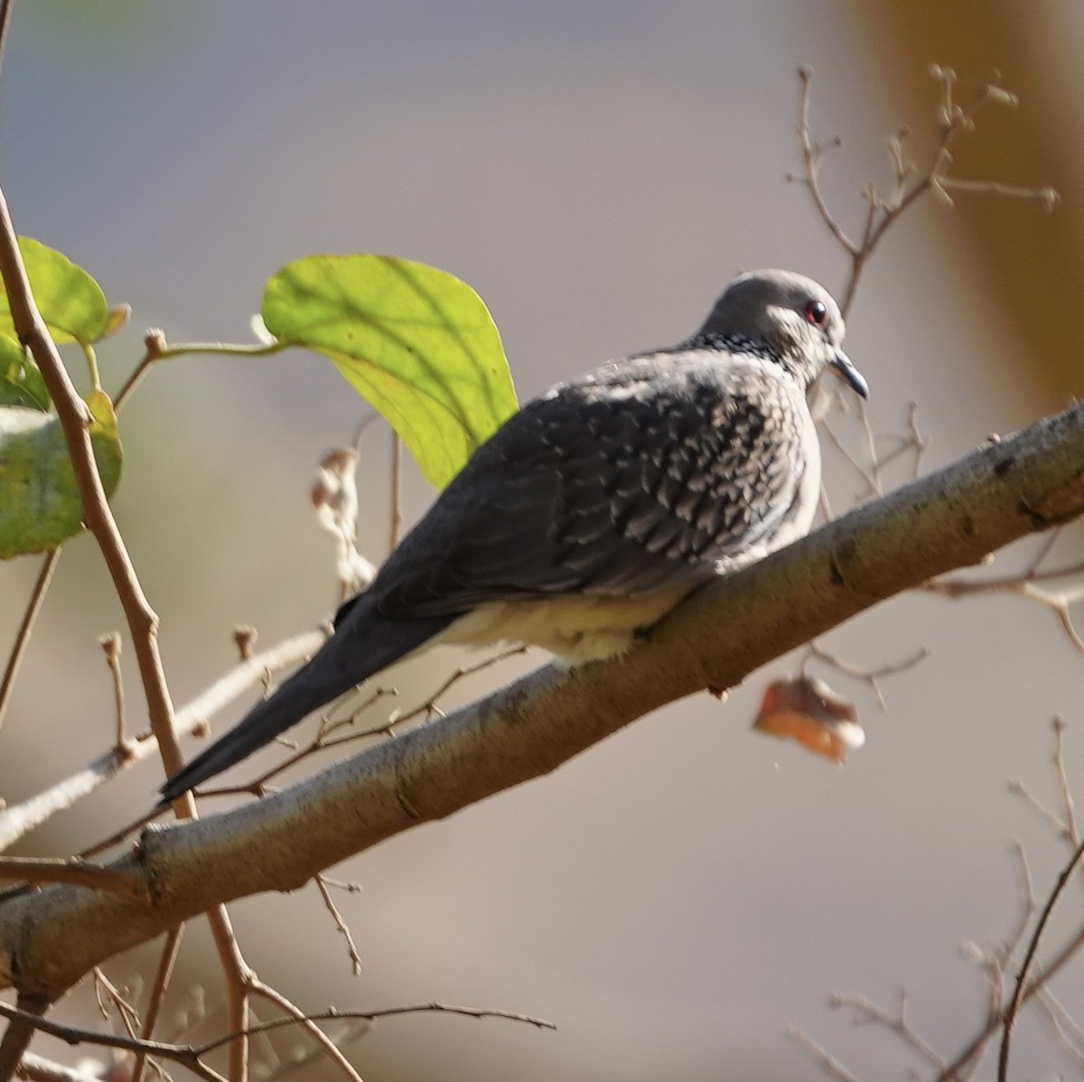 Spotted Dove - ML615859930
