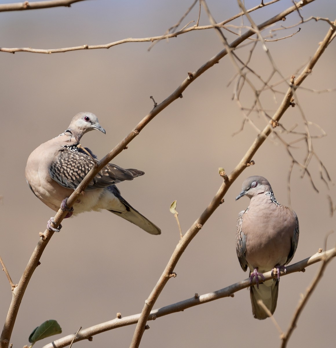 Spotted Dove - ML615859931