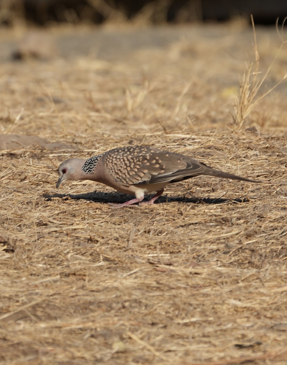 Spotted Dove - ML615859932