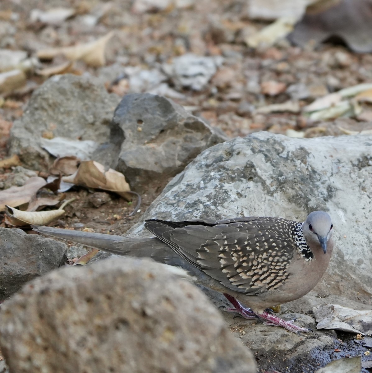 Spotted Dove - ML615859933