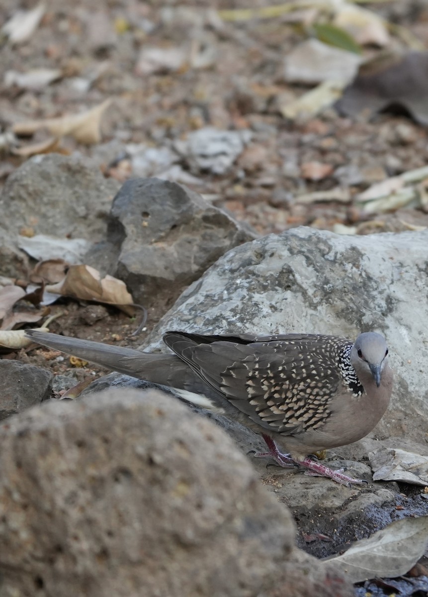 Spotted Dove - ML615859934