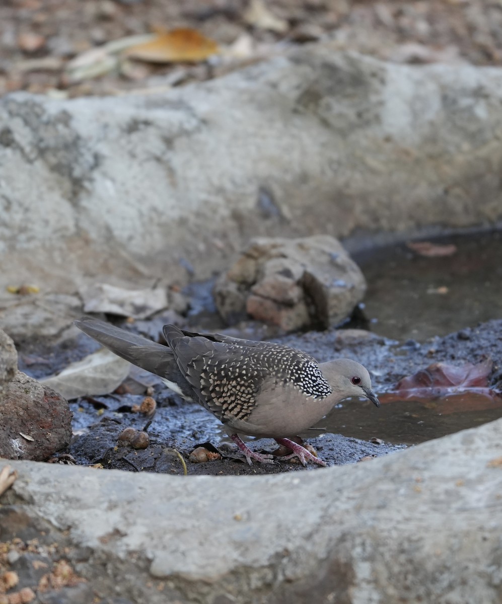 Spotted Dove - ML615859935