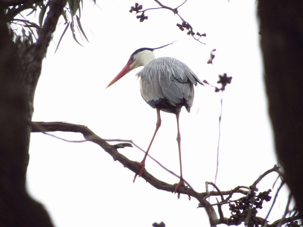 Gray Heron - ML615860018