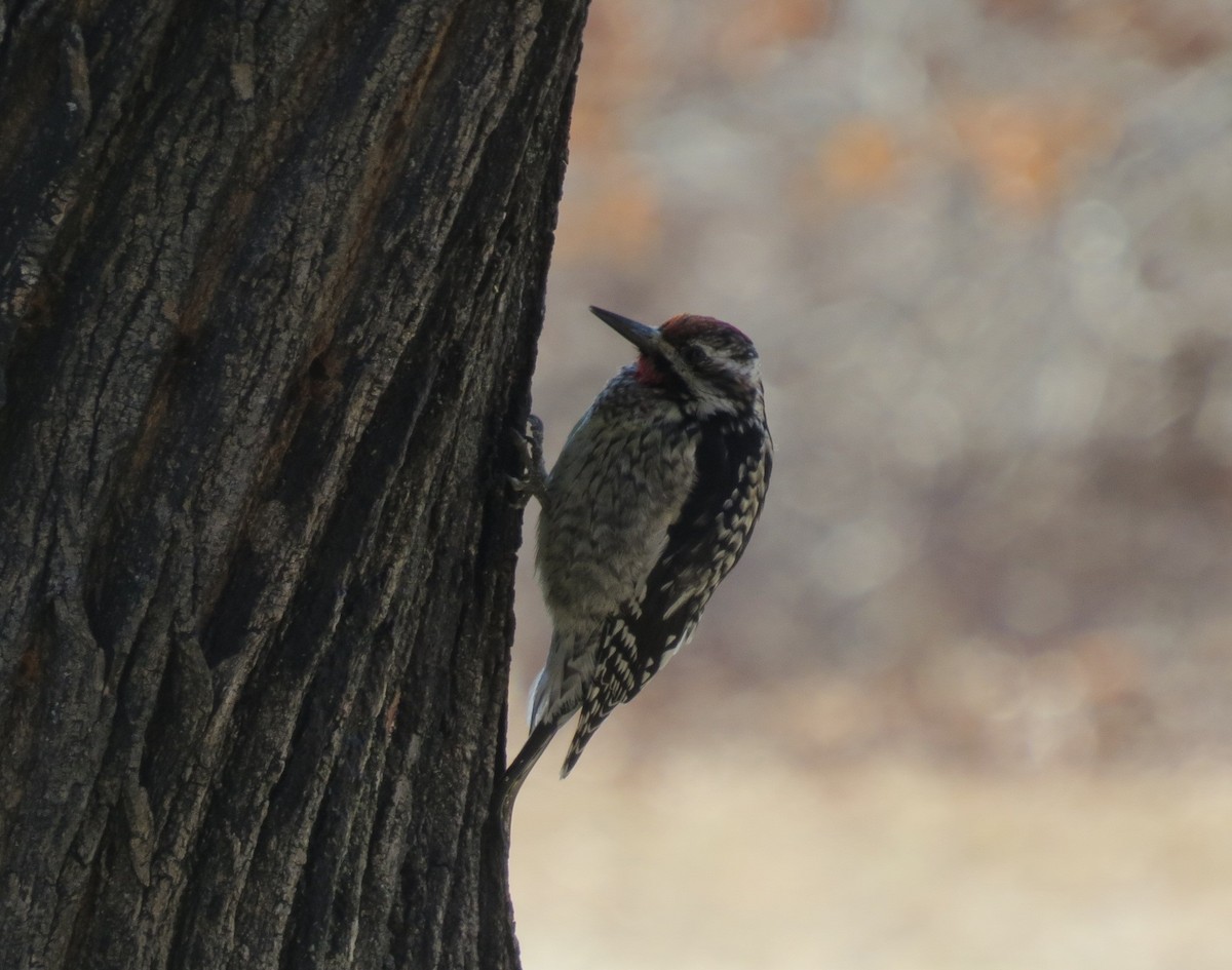 Yellow-bellied Sapsucker - ML615860130