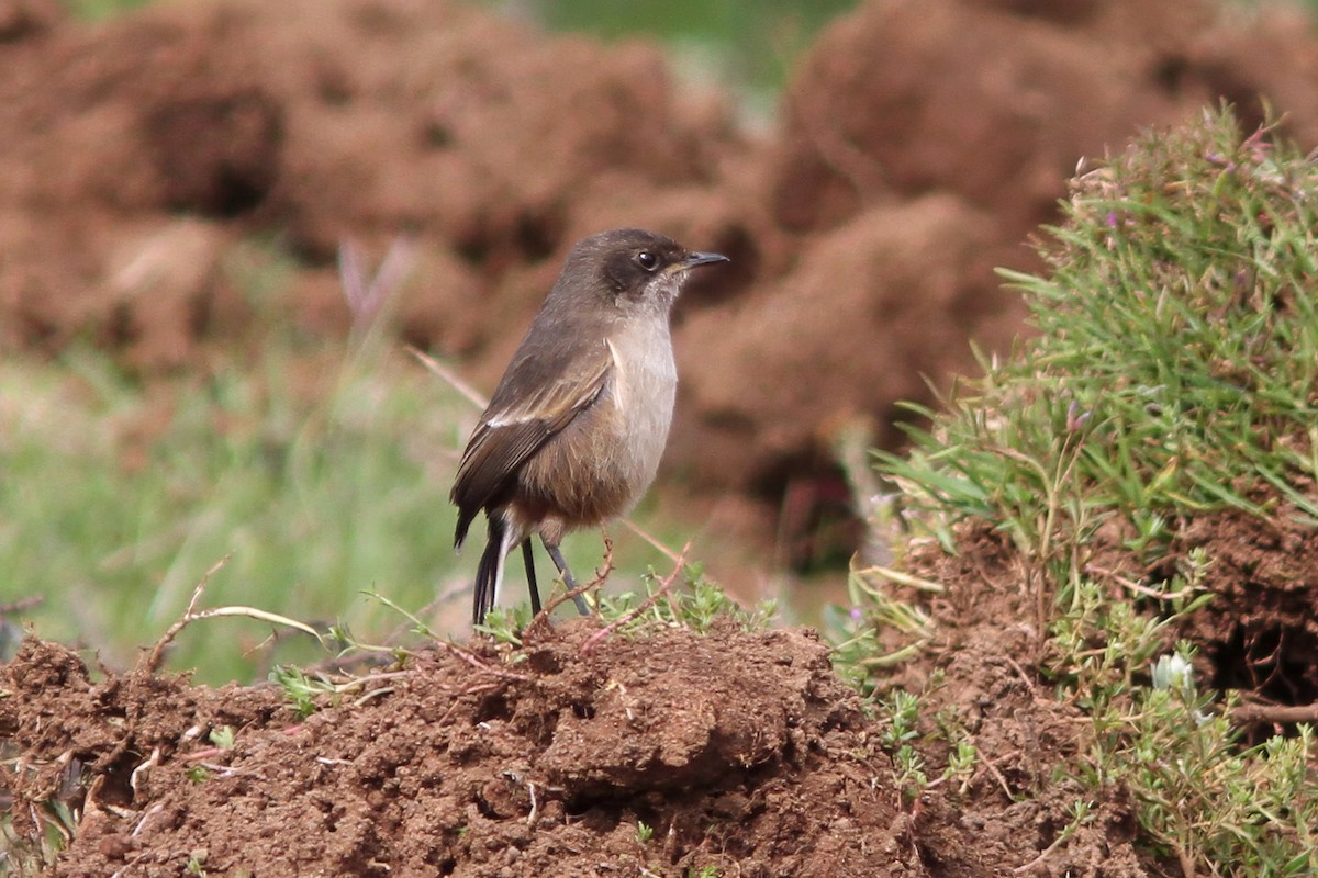 Moorland Chat - Dave Curtis