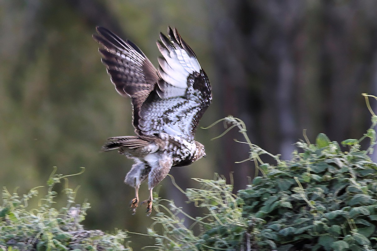 Mountain Buzzard - ML615860191