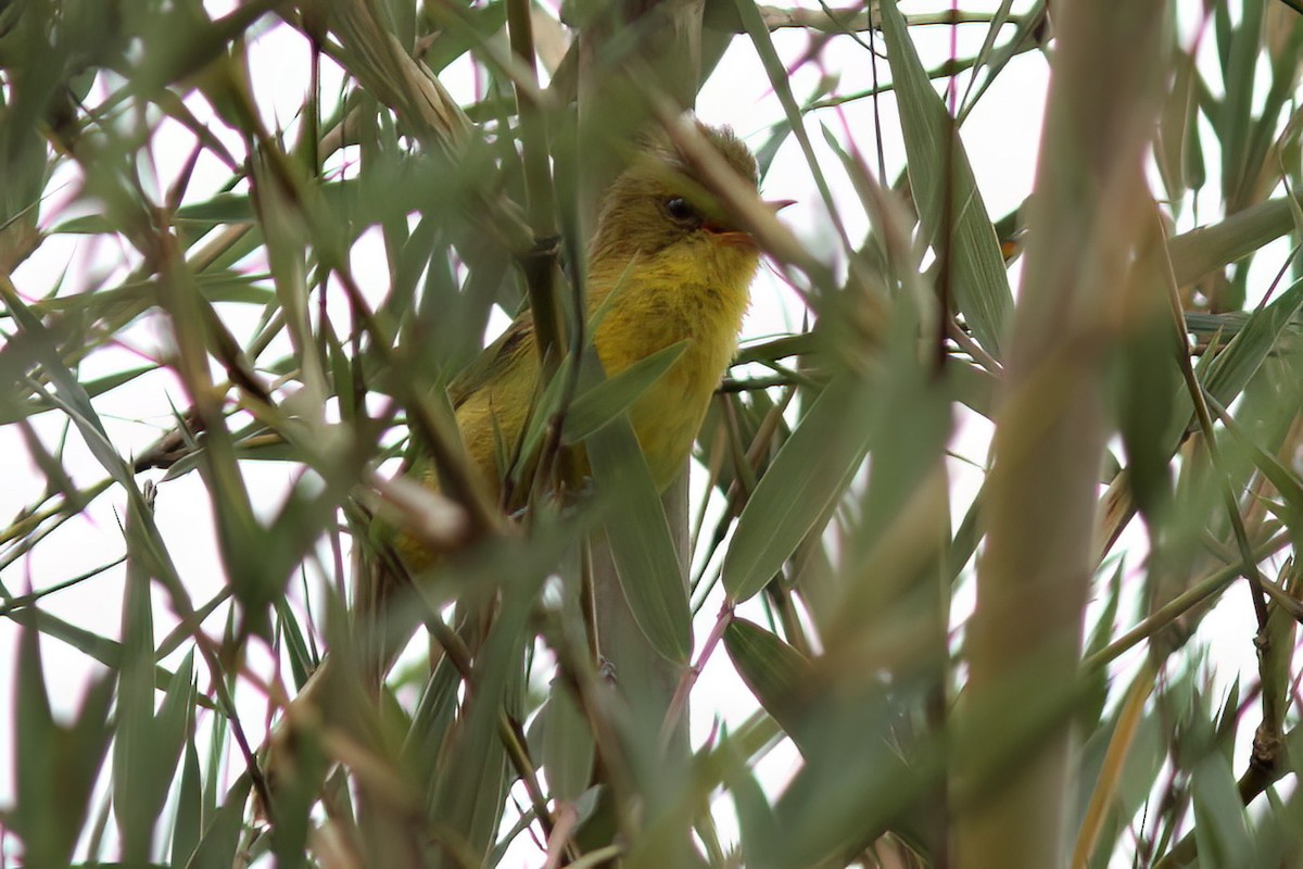 Mountain Yellow-Warbler - ML615860197