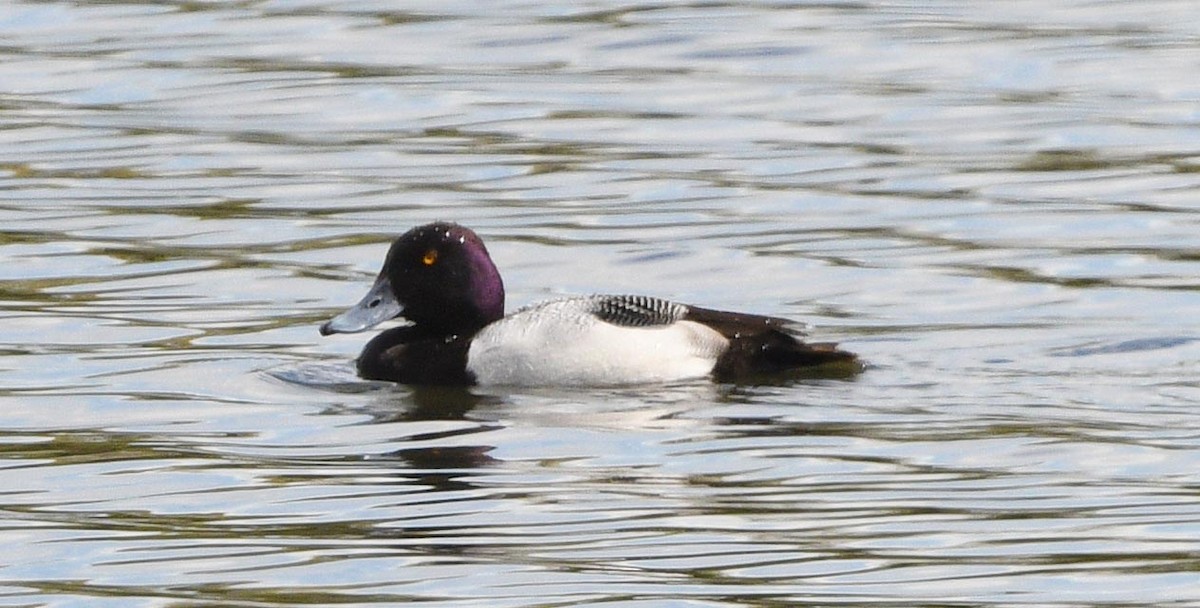 Greater Scaup - ML615860226