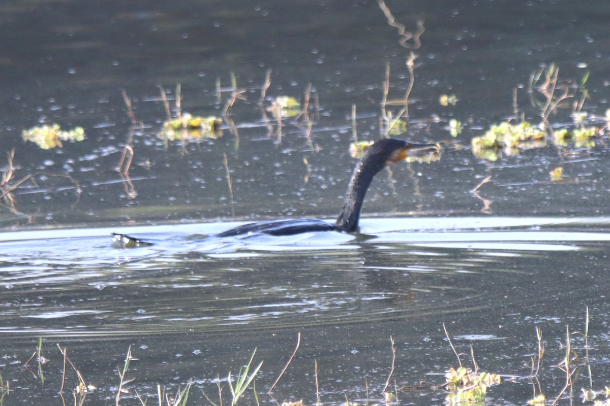 Great Cormorant - Ajay Sarvagnam