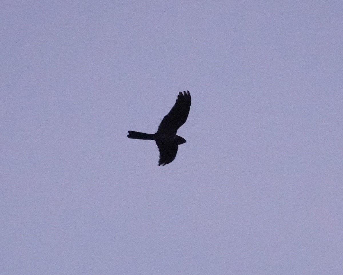 Great Eared-Nightjar - ML615860232