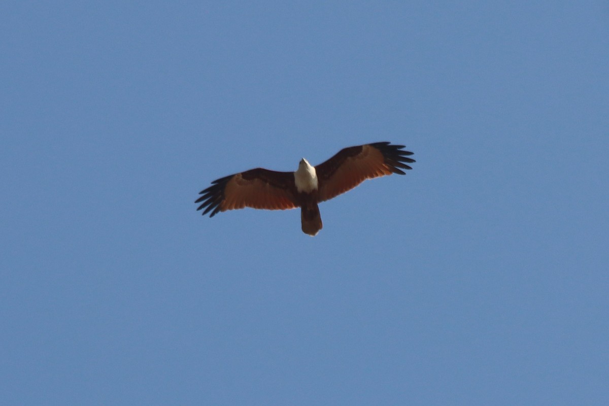 Brahminy Kite - Ajay Sarvagnam