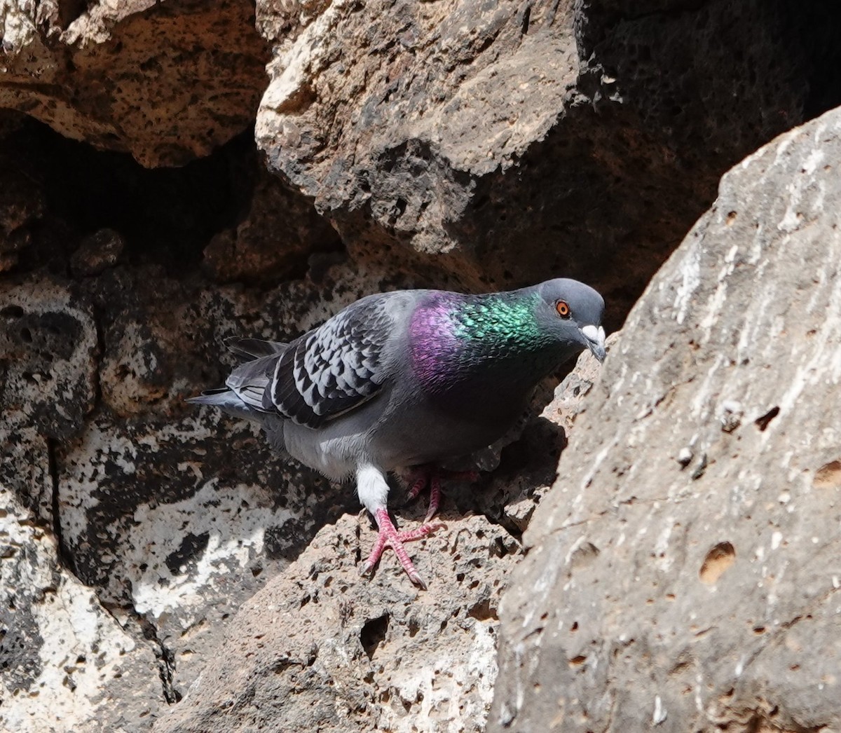 Rock Pigeon - Denis Dujardin