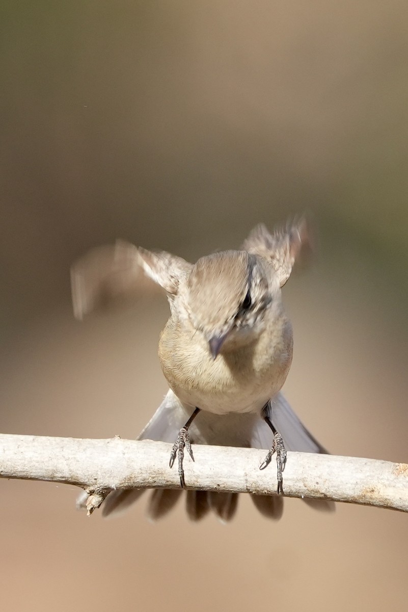 Red-breasted Flycatcher - ML615860340