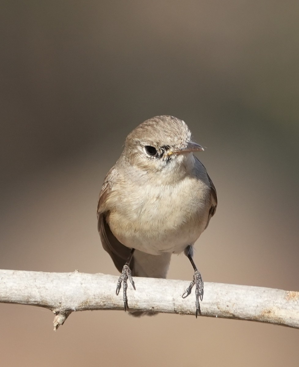 Red-breasted Flycatcher - Praveen Chavan