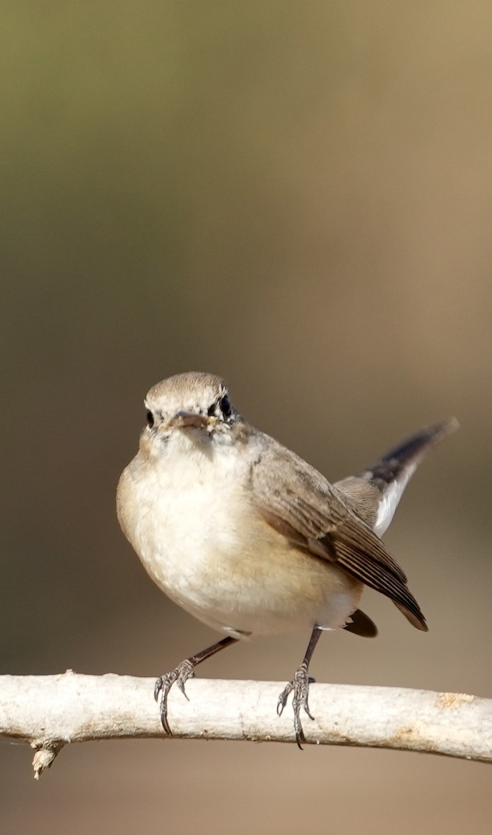 Red-breasted Flycatcher - ML615860342