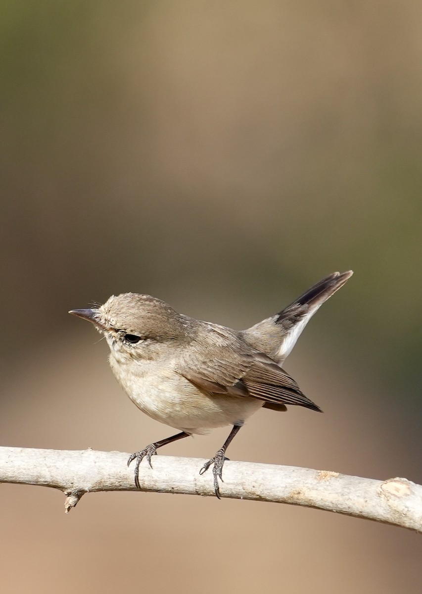 Red-breasted Flycatcher - ML615860343