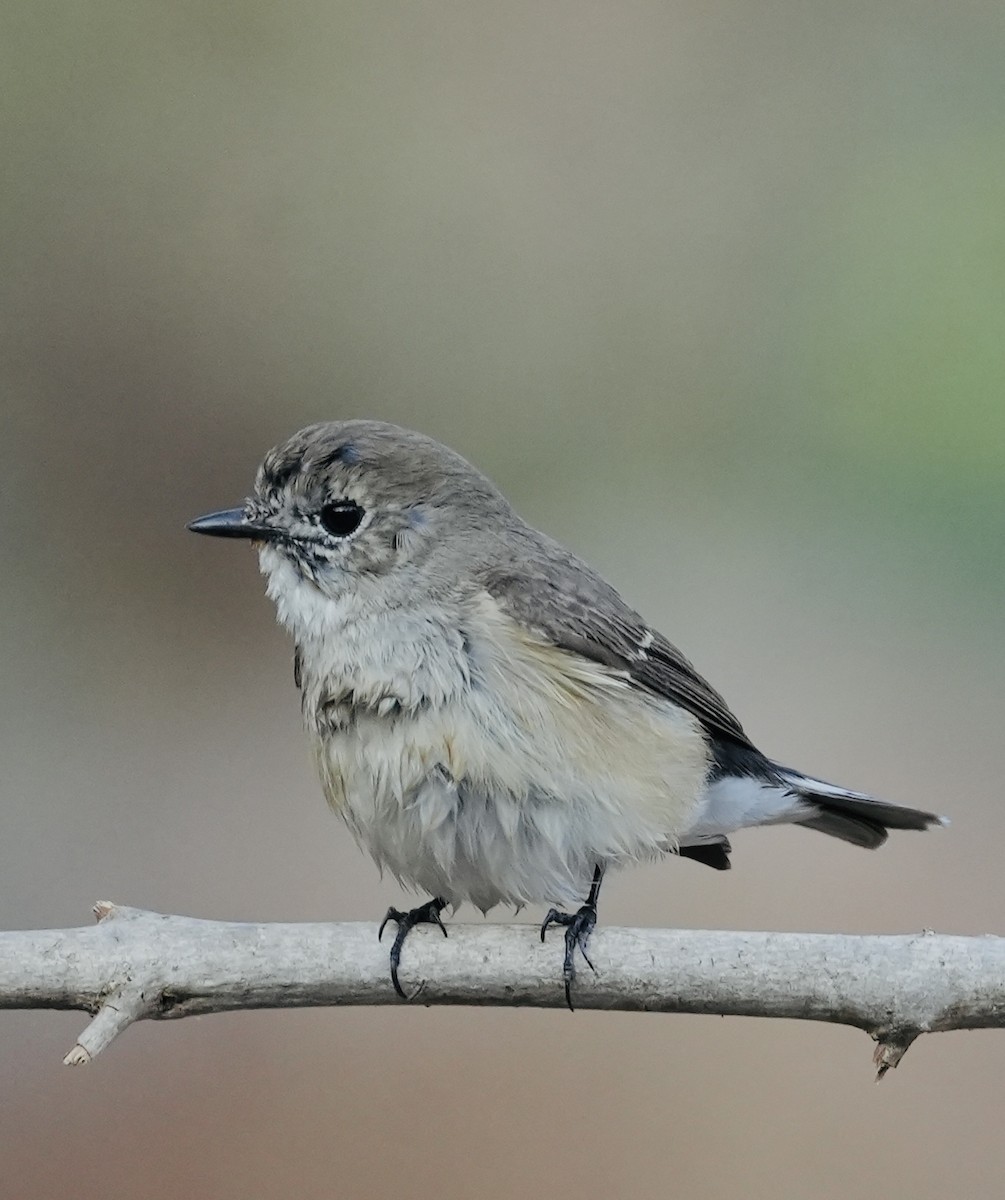 Red-breasted Flycatcher - ML615860345