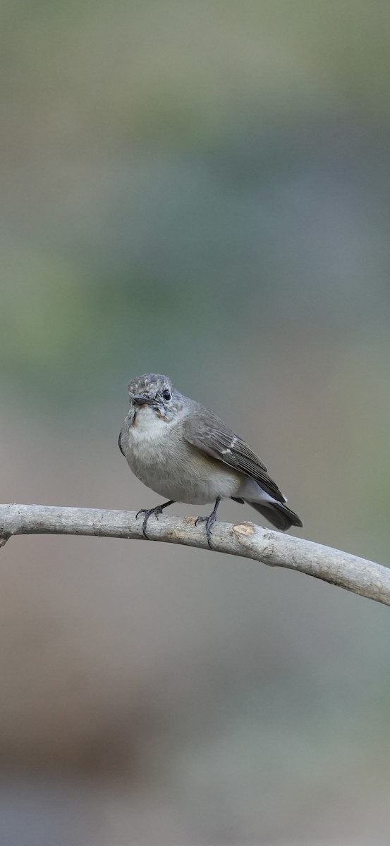 Red-breasted Flycatcher - Praveen Chavan