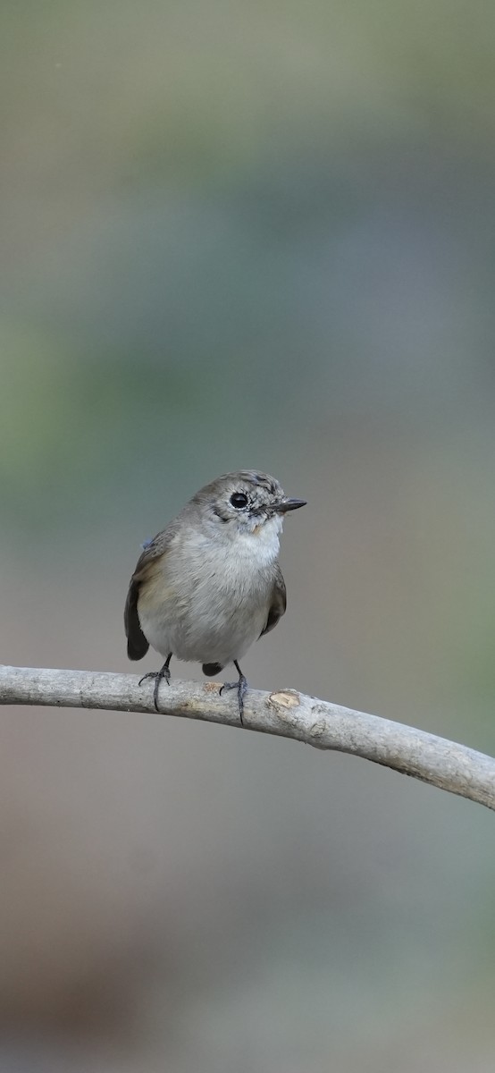 Red-breasted Flycatcher - ML615860348